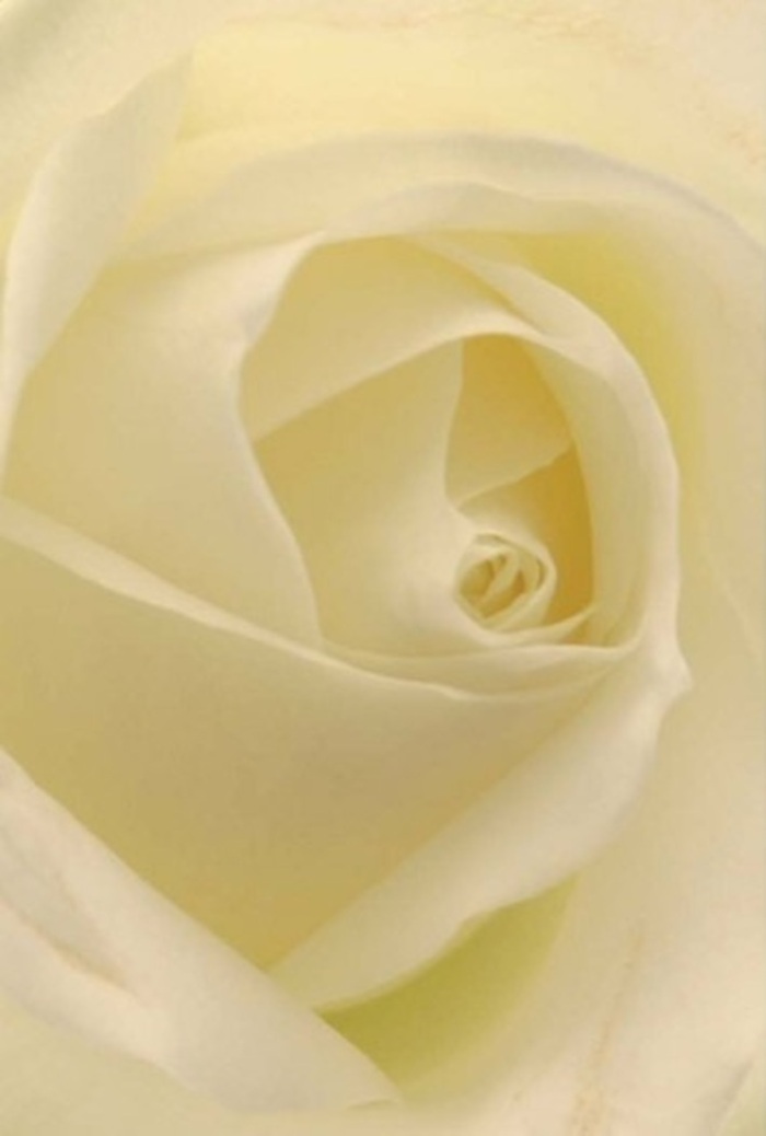 Gazing closely at this exquisite white rose, you're immersed in the layers of softest cream and translucent ivory, each petal folding into the next with remarkable tenderness. The bloom glows as if gently illuminated from within, capturing the tranquil sophistication that defines floral artistry in Croydon. Light filters over the spiraled core, brushing each curve with a subtle, luminous touch-an effect that brings to mind the quiet serenity of Croydon's tree-lined avenues in early morning. The composition is a testament to expert craftsmanship: petals arranged flawlessly to express purity and an almost meditative calm, making this flower a perfect choice for heartfelt gestures. Whether as a centrepiece at a wedding in the Croydon Minster or an offering of sympathy for a neighbour, its near-perfection is further revealed in the play between shadow and highlight-each nuance enhancing the bloom's serene allure. Its barely-there fragrance suggests renewal and hope, echoing the honest elegance that Flowers Croydon brings to life in every arrangement for the borough's most cherished moments.